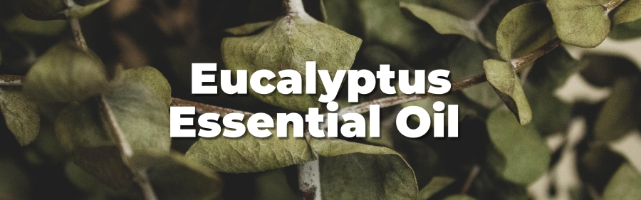 4. Eucalyptus Essential Oil