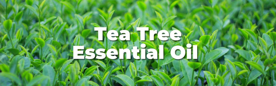 2. Tea Tree Essential Oil